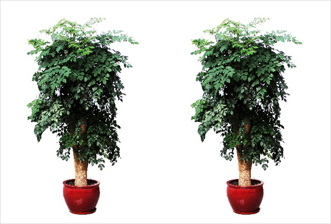 年节新景色！冬季庭园改造妙招！