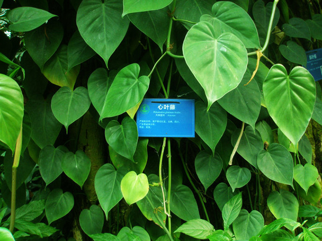 年节新景色！冬季庭园改造妙招！