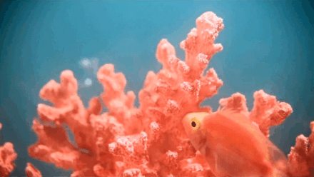 2019年度家居装饰流行色公布 珊瑚橘（Living Coral）