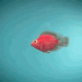 2019年度家居装饰流行色公布 珊瑚橘（Living Coral）